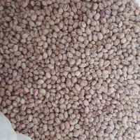 لوبیا چیتی درجه ۱ سرحداقلیدفارس به صورت خرده فروشی