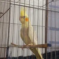 عروس هلندی