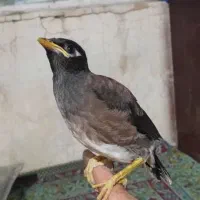 جوجه مینا