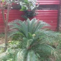 سیکاس ۱۰ ساله مفت به قیمت پتوس