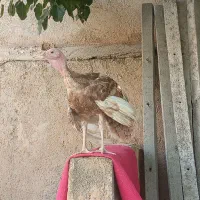 بوقلمون