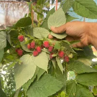 استخدام نیروی خانم