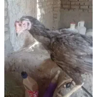 بوقلمون کرچ با ۹ تا جوجه ۴ روزه و جوجه لاری