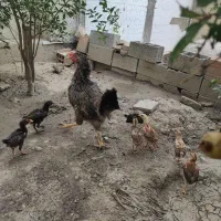 مرغ جوجه دار