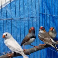 فنچ|پرنده|لنجان, |دیوار