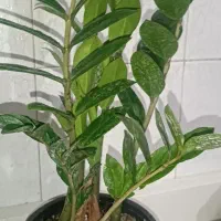 فروش زامفلیا سبزو بلک گیاه خاص دکوراسیون
