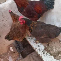 مرغ و خروس|خوردنی و آشامیدنی|نیشابور, شهید بهشتی|دیوار