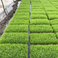 توم،باکس.توم هاشمی اصلاح شده درجه یک،نشا باکسی