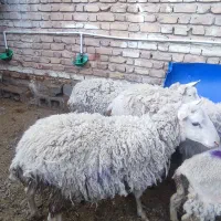 گوسفند بدون دنبه مناسب قربانی