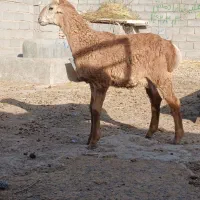 بره کری خوشکل نر و ماده،  میش ، بز