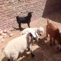 بره شنک و بز حراجی