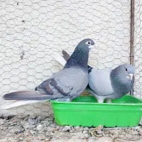 کبوتر خرقه روس