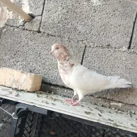 . گرو تهران