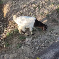 یک بزغاله پاکستانی علف خور شده