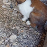 خرگوش