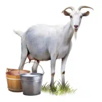 عرضه مستقیم دام قربانی ویژه عید قربان