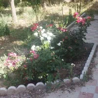 فروش باغ