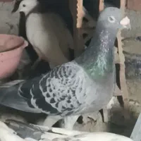 کبوتر گمشده سبز
