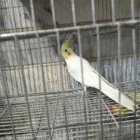 عروس هلندی گمشده
