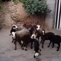میش