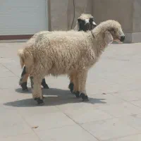 بره نر