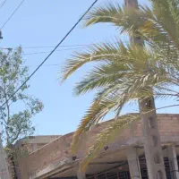 ۳۰۰ خوشه خرما اجاره میکنم خوشه سنگین