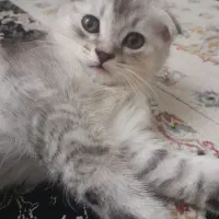 گربه نژاد دار