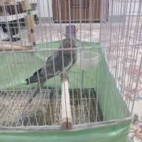 عروس هلندی ماده بالغ ودستی یا معاوضه