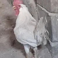 خروس جوان
