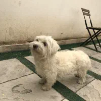 شیتزو معاوضه