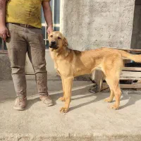 توله ماده پژدر شش ماهه با شجره فوق العاده