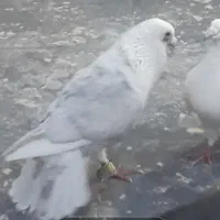 کبوتر پشت گراف