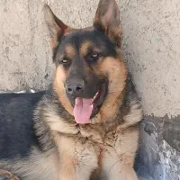 سگ نگهبان
