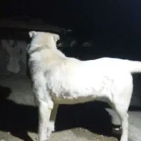 سگ عالی|سگ|خوی, |دیوار