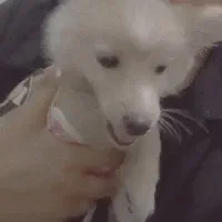 پامر