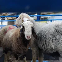 بره وگوسفندزنده بومی با قصاب رایگان ومیش شال موجود