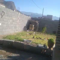 فروش کبوتر