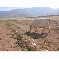 اسب|اسب و تجهیزات اسب‌سواری|اقلید, |دیوار