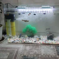 آکواریوم شیشه خم شرکتی با وسایل