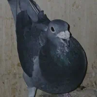 کبوتر پلاکی