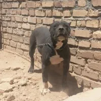 سگ پیت بول