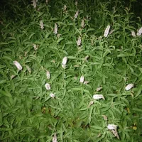 نعناع خشک ،نعناع تر