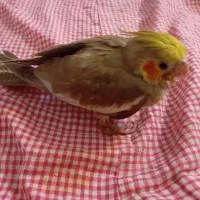 یک جوجه عروس هلندی و ماده گلباقالی