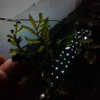پلنت ماداگاسکار ایکازو فلامینگو