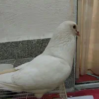 جوجه کبوتر آلمانی