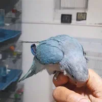 فروش جوجه راهب