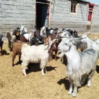 بره کهره بز گوسفند میش قوچ