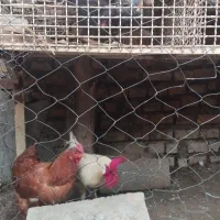 مرغ و خروس محلی