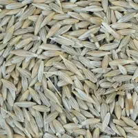 جو محلی، شونه
