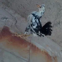جوجه خروس گلین